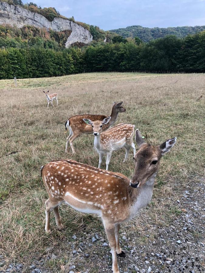 Le Val Des Cerfs - Het Hertendal Hastiere-par-dela Eksteriør billede