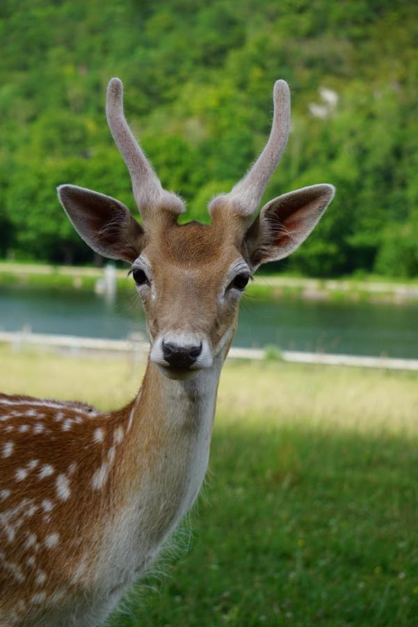 Le Val Des Cerfs - Het Hertendal Hastiere-par-dela Eksteriør billede